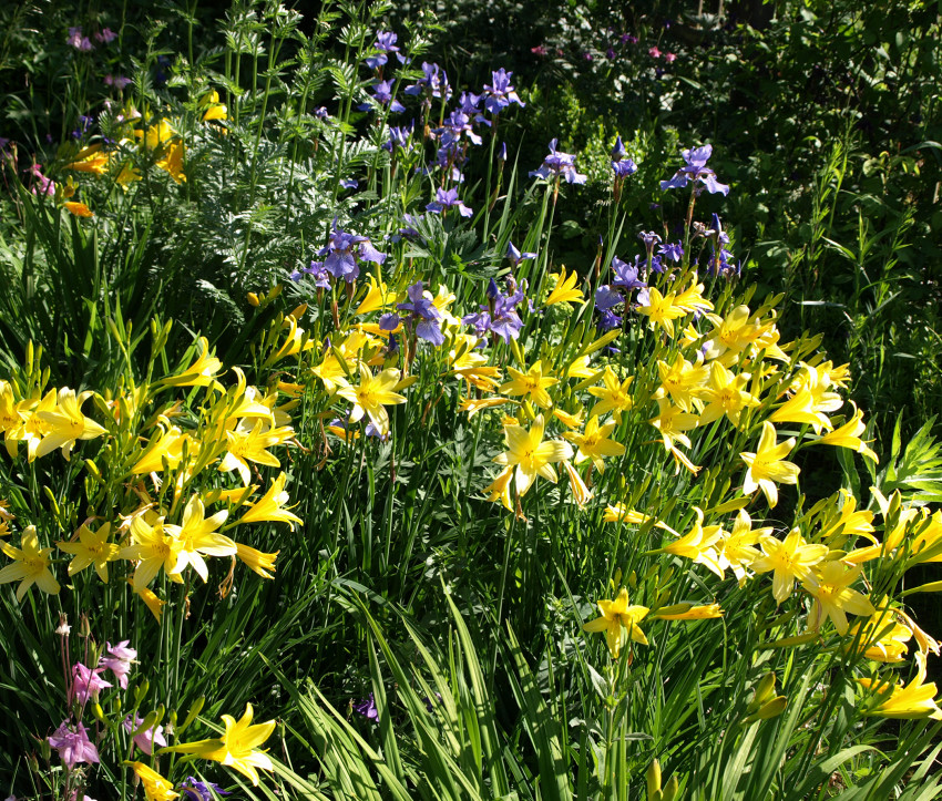 Hemerocallis lilioasphodelus mit Iris sibirica 