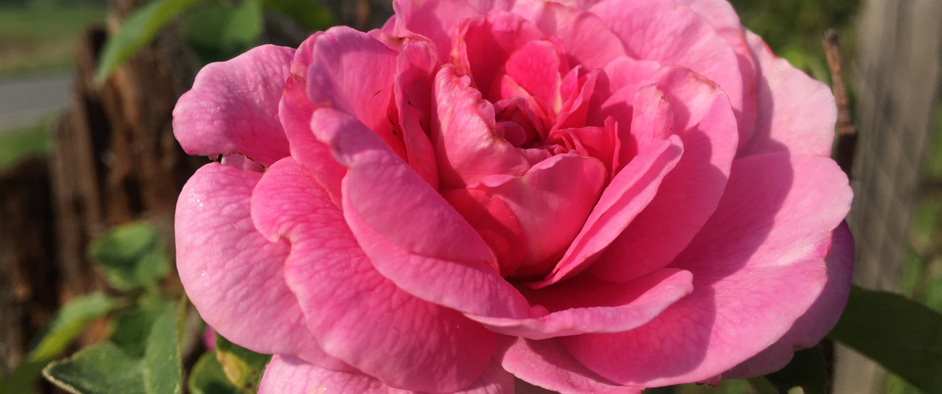 Rose Gertrude Jekyll