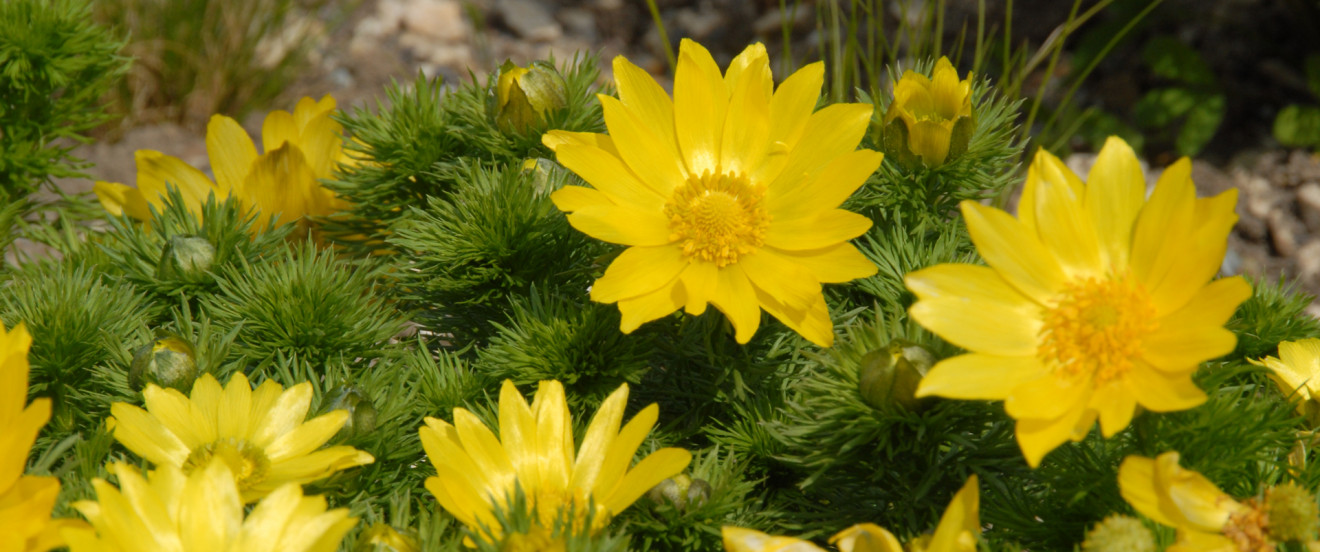 Adonis vernalis – Adonisröschen