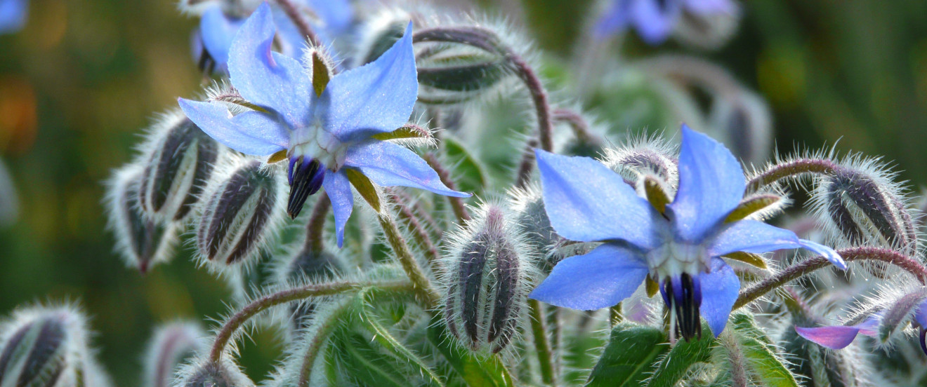 Borago officinalis