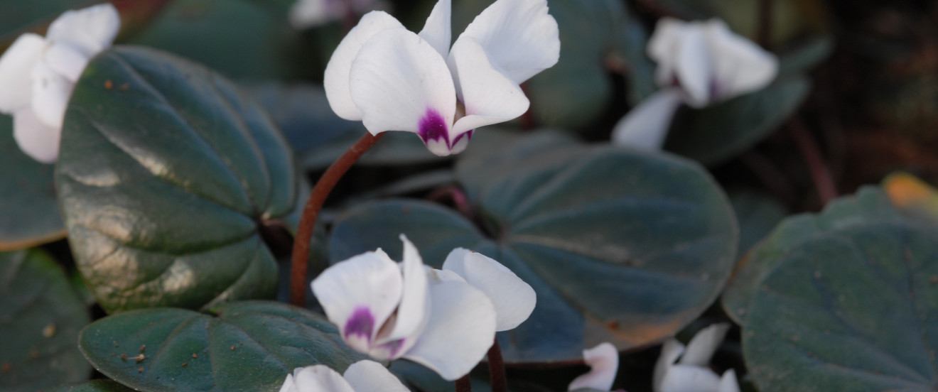 Cyclamen coum 'Album'