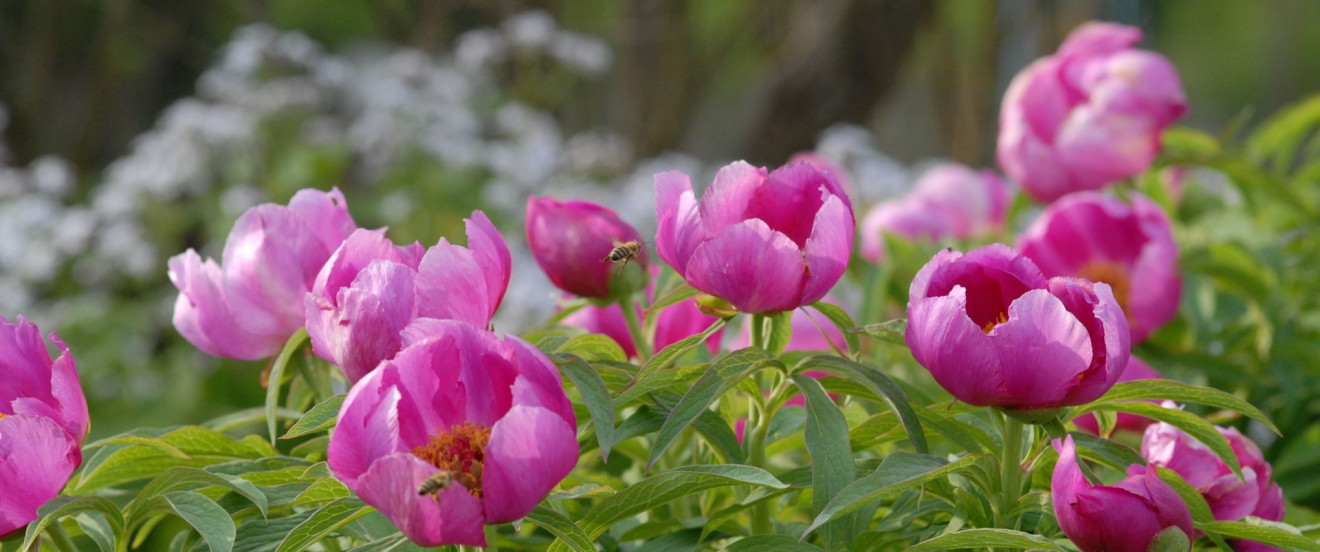  Paeonia officinalis 