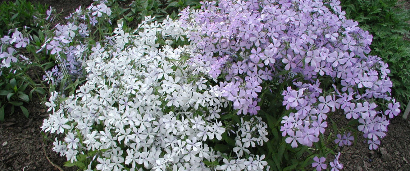 Phlox divaricata in blau und weiß