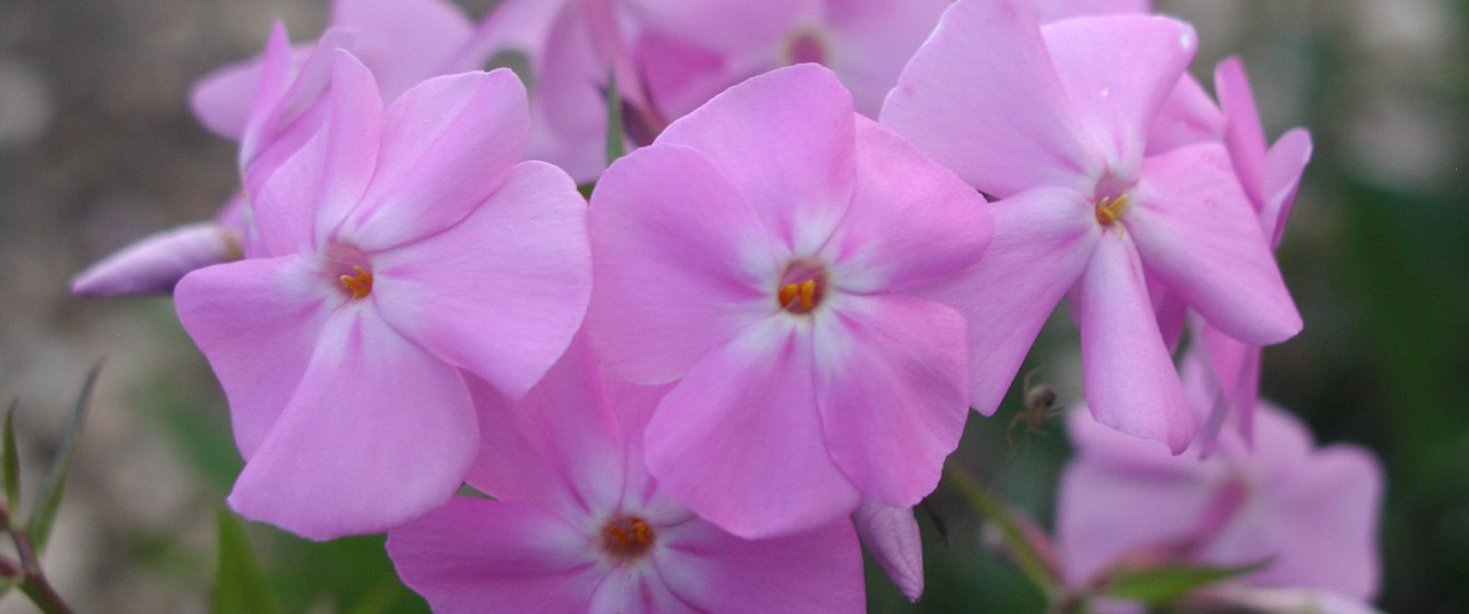 Phlox glaberrima ssp. triflora 'Bill Baker'