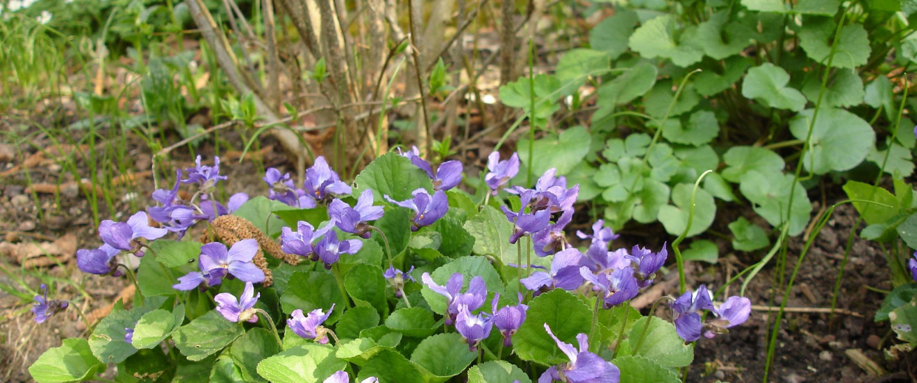 Viola odorata 'Königin Charlotte'