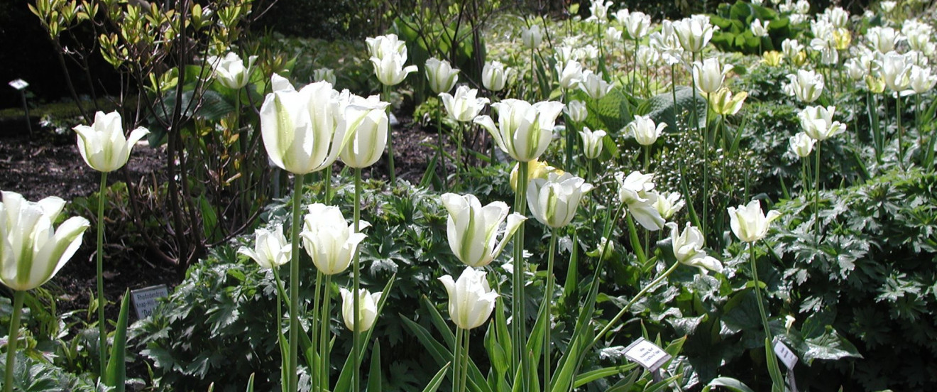 Tulipa ‘Spring Green’