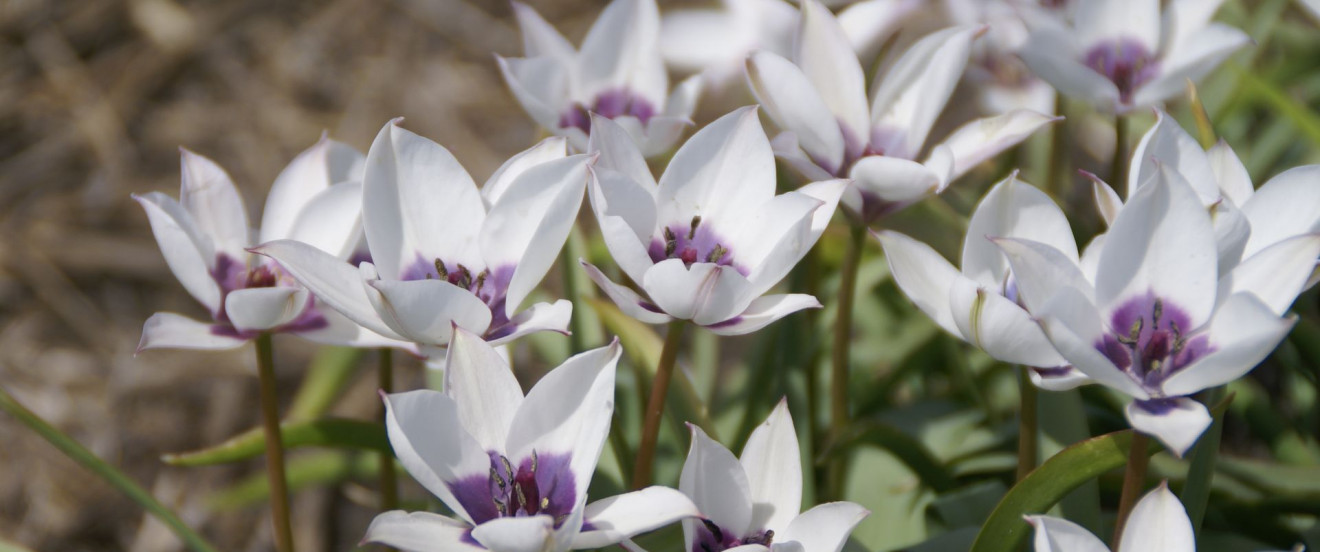 Tulipa humilis var. pulchella ‘Albocaerulea’