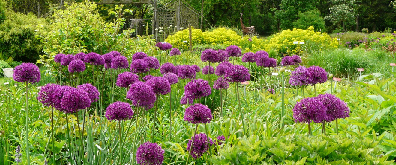  Allium aflatunense 'Purple Sensation'