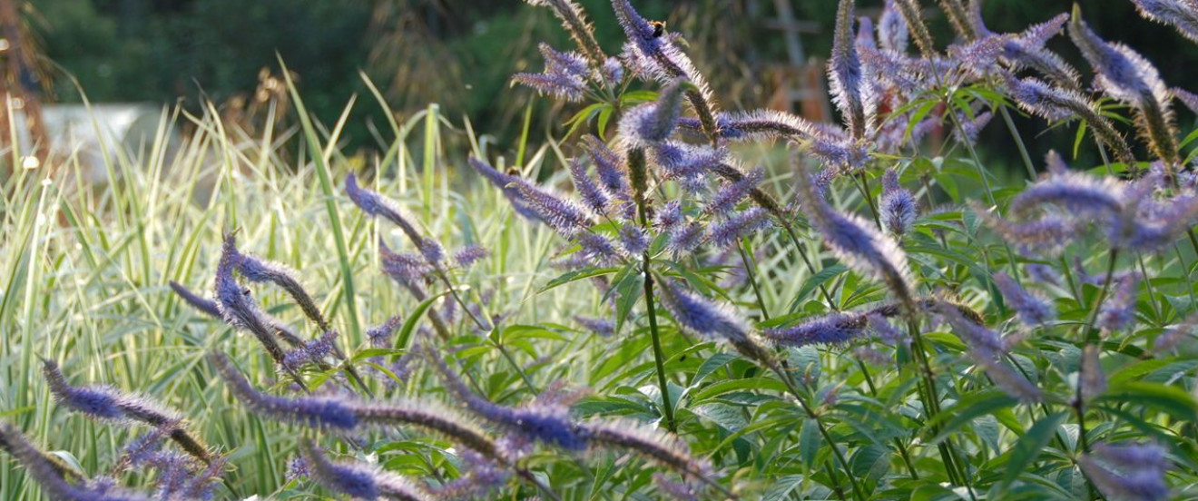 Veronicastrum virginicum