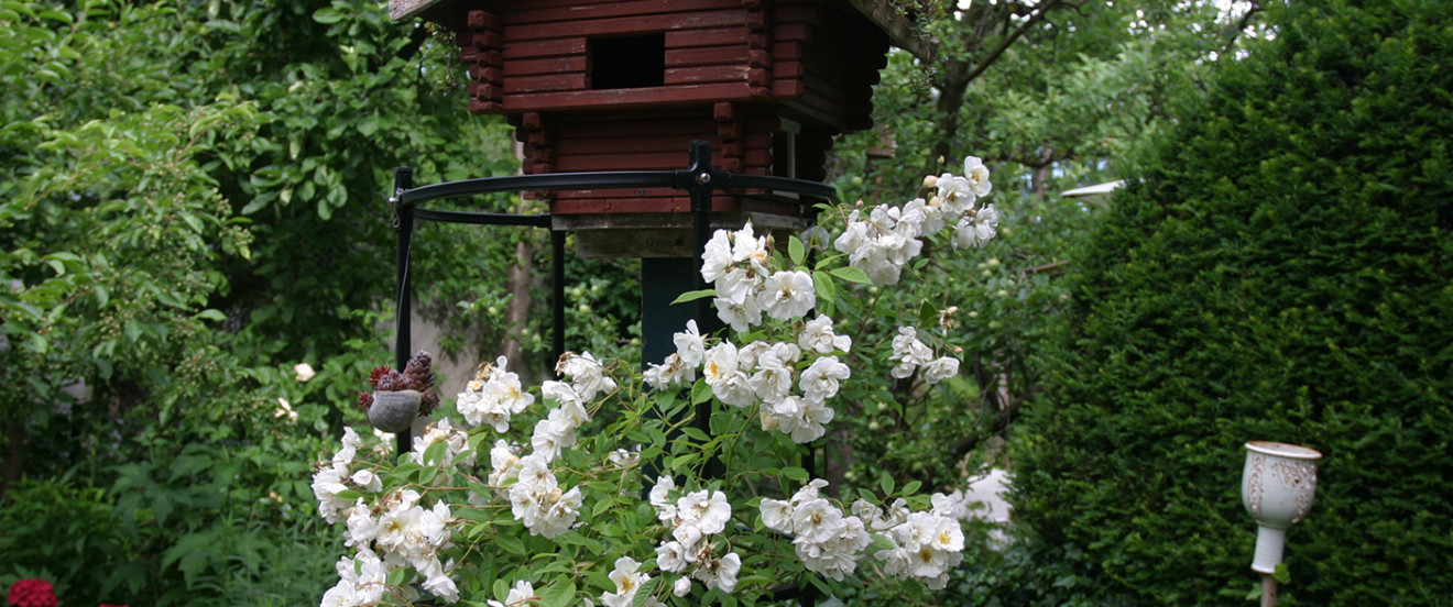 'Lemmon Rambler'