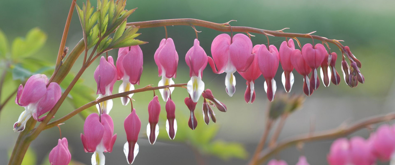 Dicentra spectabilis 