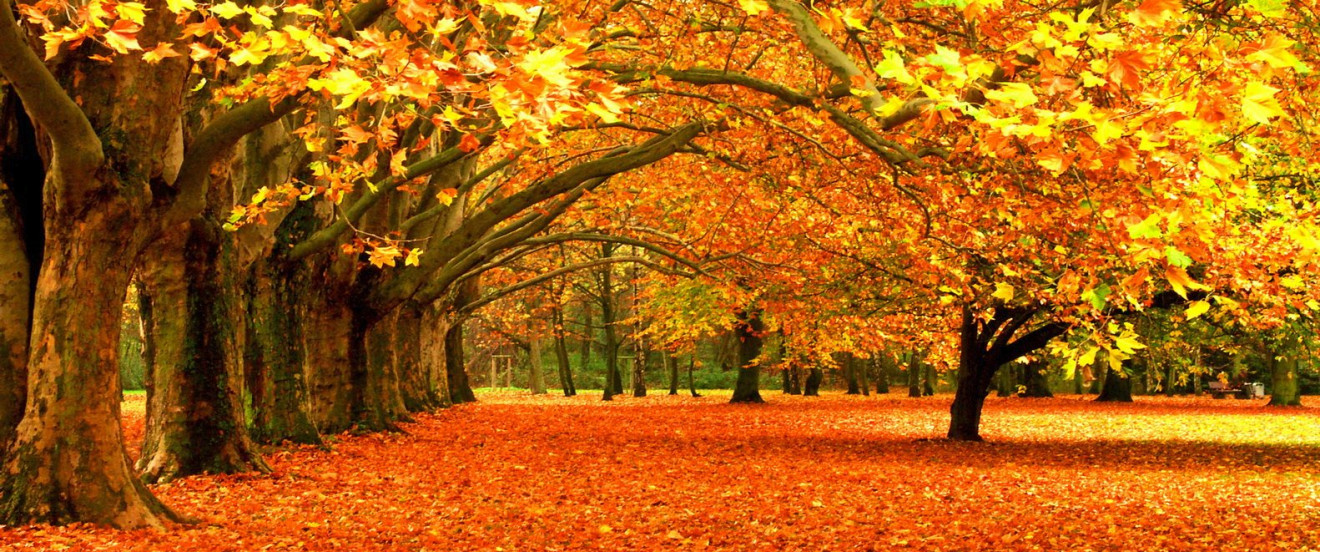Herbst in einem Park