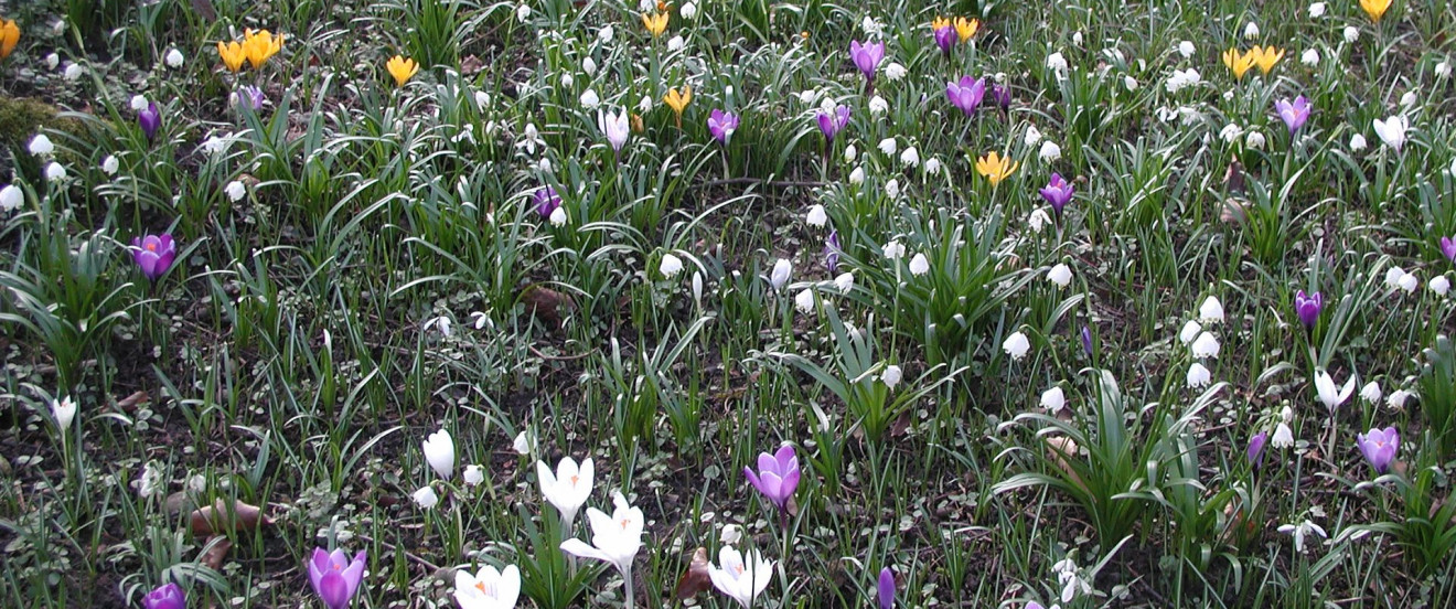 Märzenbecher und Krokus-Vielfalt 