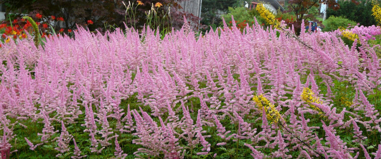 Astilbe Arendsii-Hybride 'Cattleya'