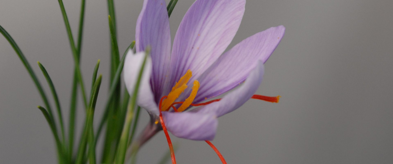 Crocus sativus