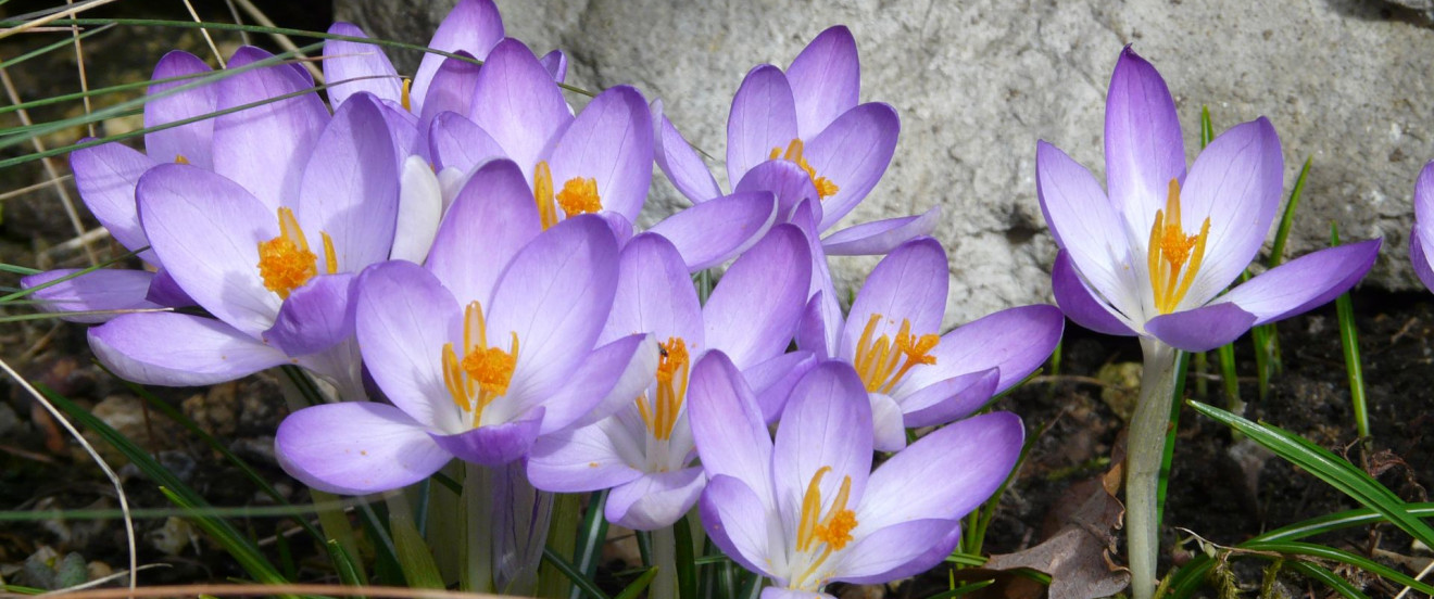 Crocus tommasinianus