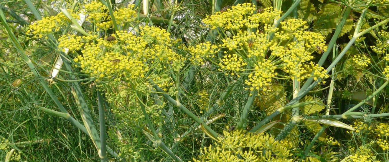 Foeniculum vulgare