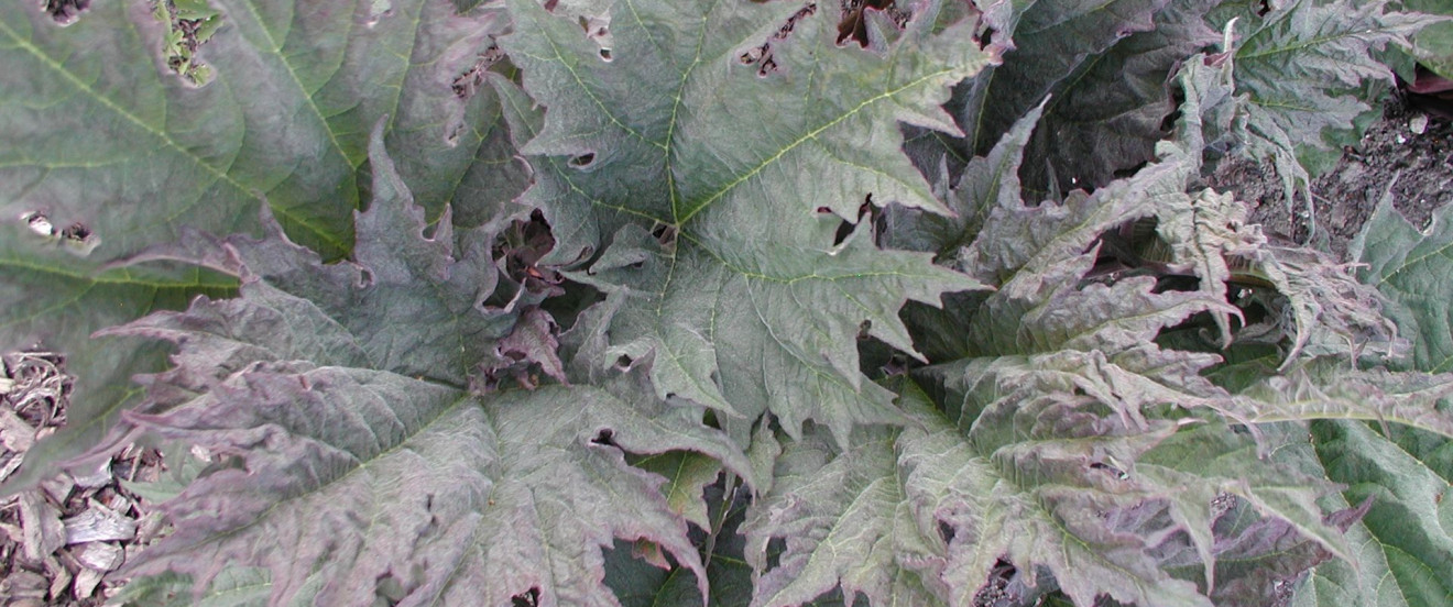 Rheum palmatum var. tanguticum