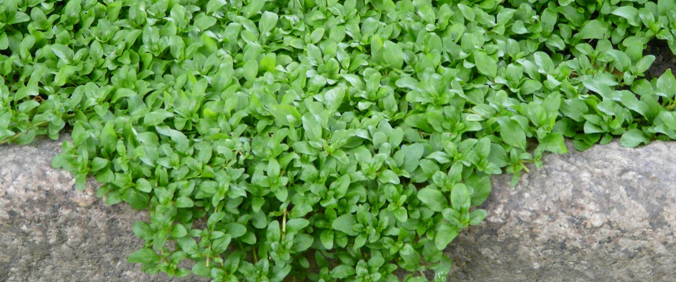 Mentha pulegium ‘Repens’