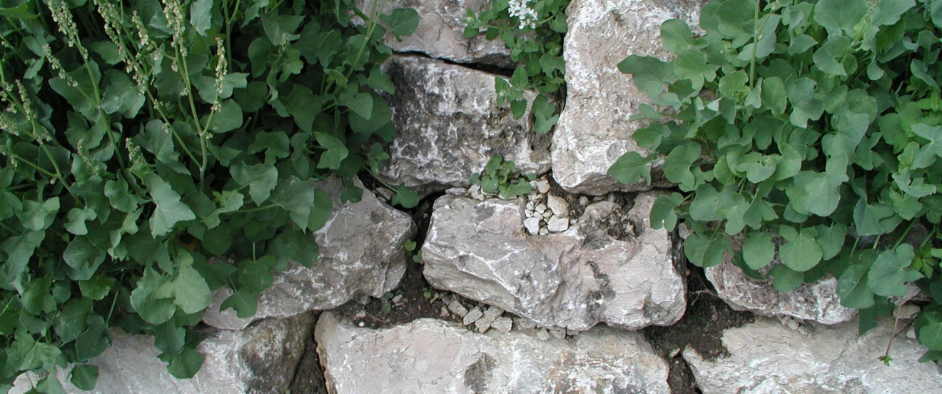 Kalkbruch-Mauer mit Schildampfer