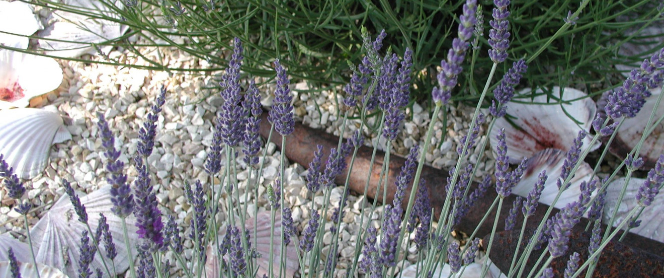 Lavendel mit Muscheln auf Kalkschotter