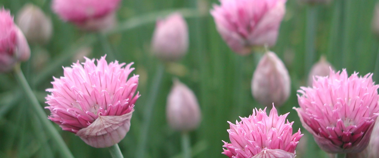 Allium schoenoprasum ‘Forescate’