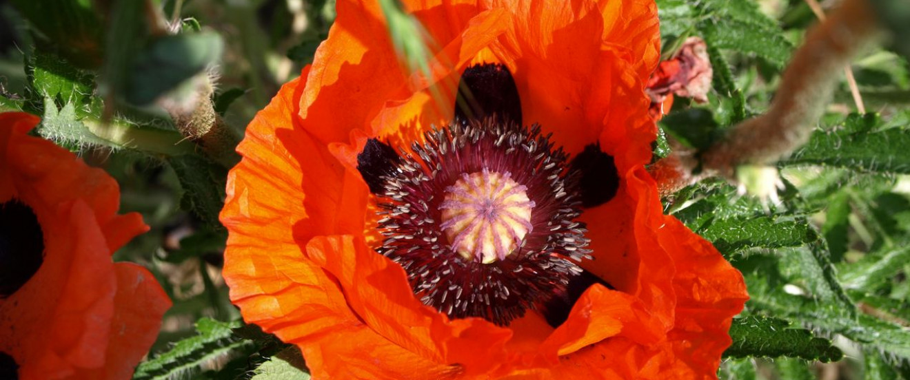 Papaver orientale