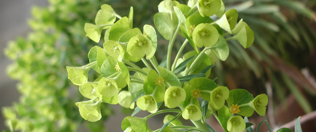 Euphorbia characias ssp. Wulfenii