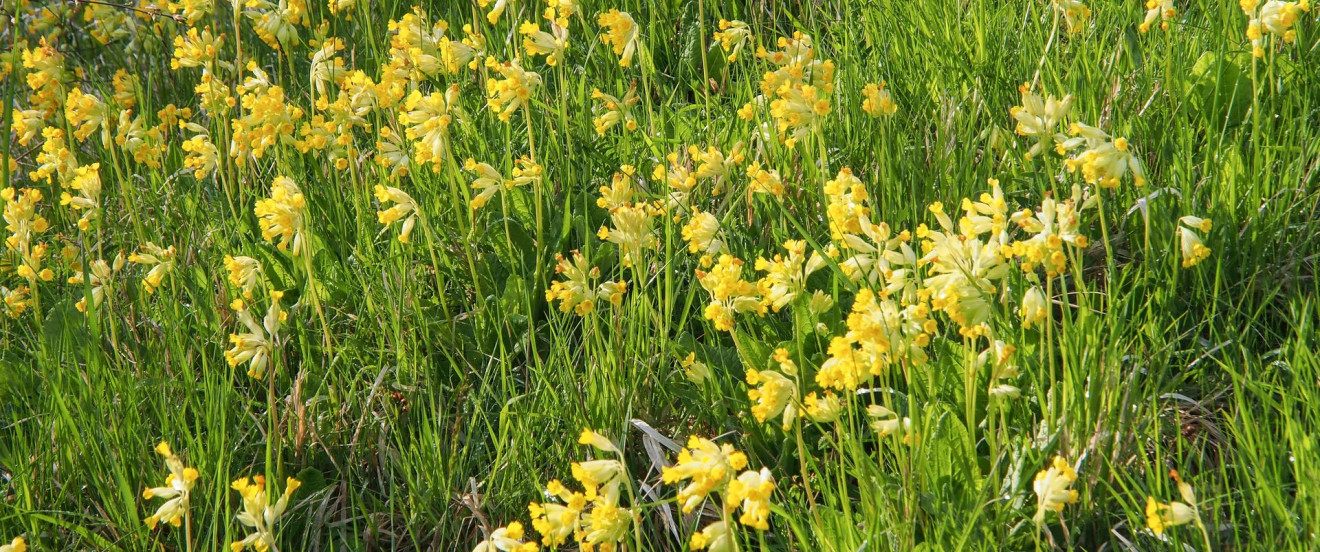 Primula veris