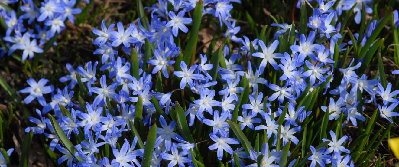 Schneeglanz – Chionodoxa forbesii ‘Blue Giant’