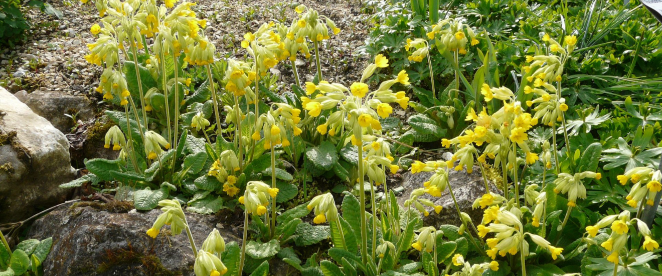 Primula veris