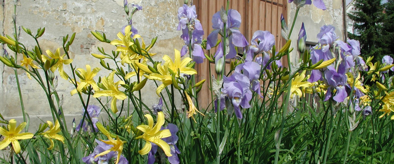 Hemerocallis lilioasphodelus mit Iris germanica