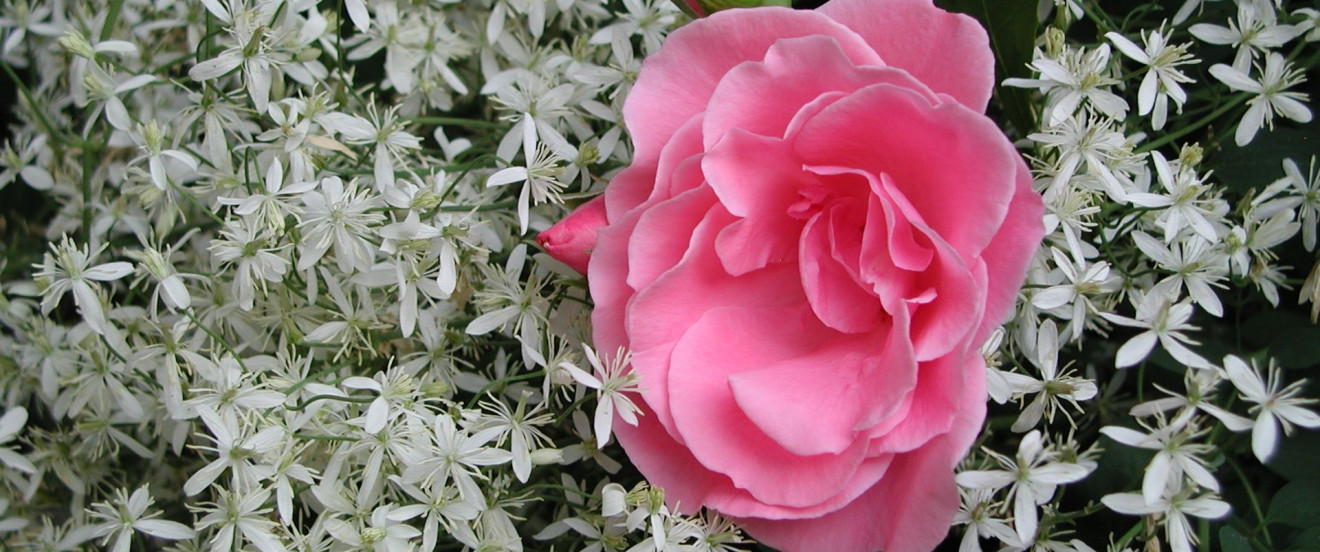 Clematis recta mit Rose