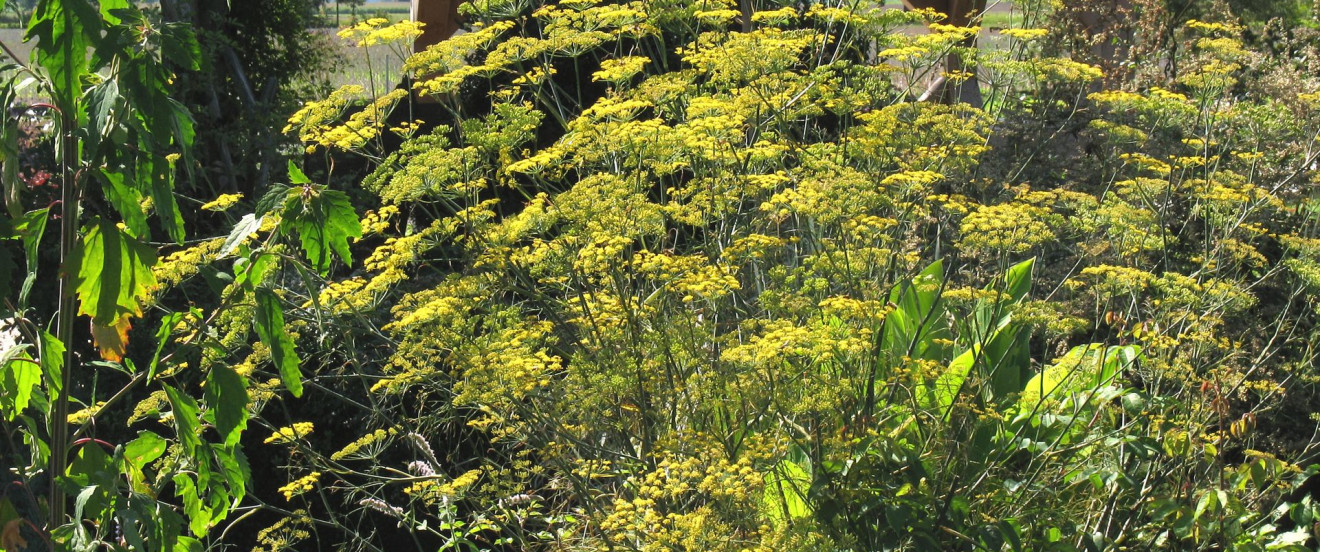 Foeniculum vulgare ‘Rubrum’