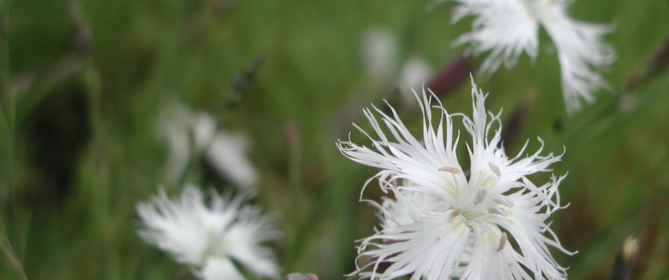 Dianthus arenarius