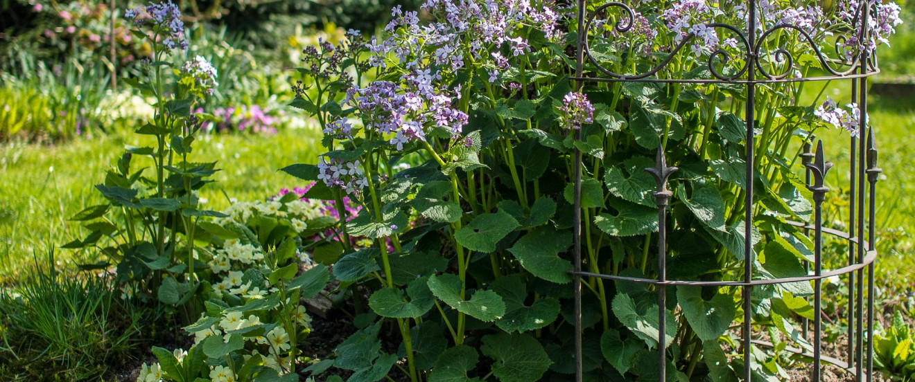 Lunaria rediviva