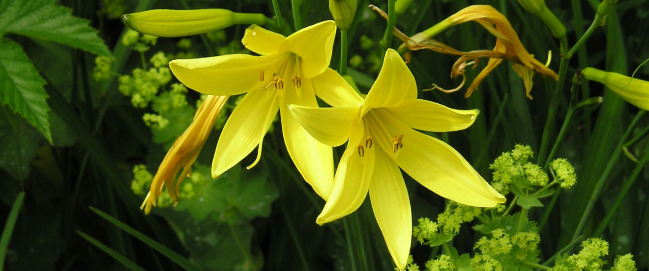 Hemerocallis lilioasphodelus mit Alchemilla