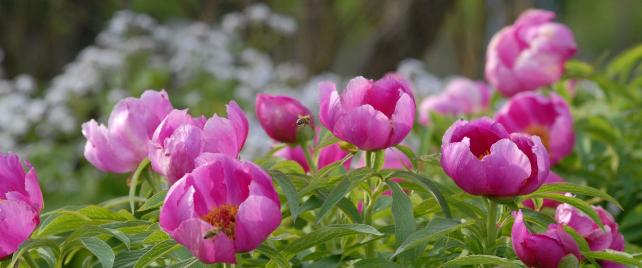 Paeonia officinalis 