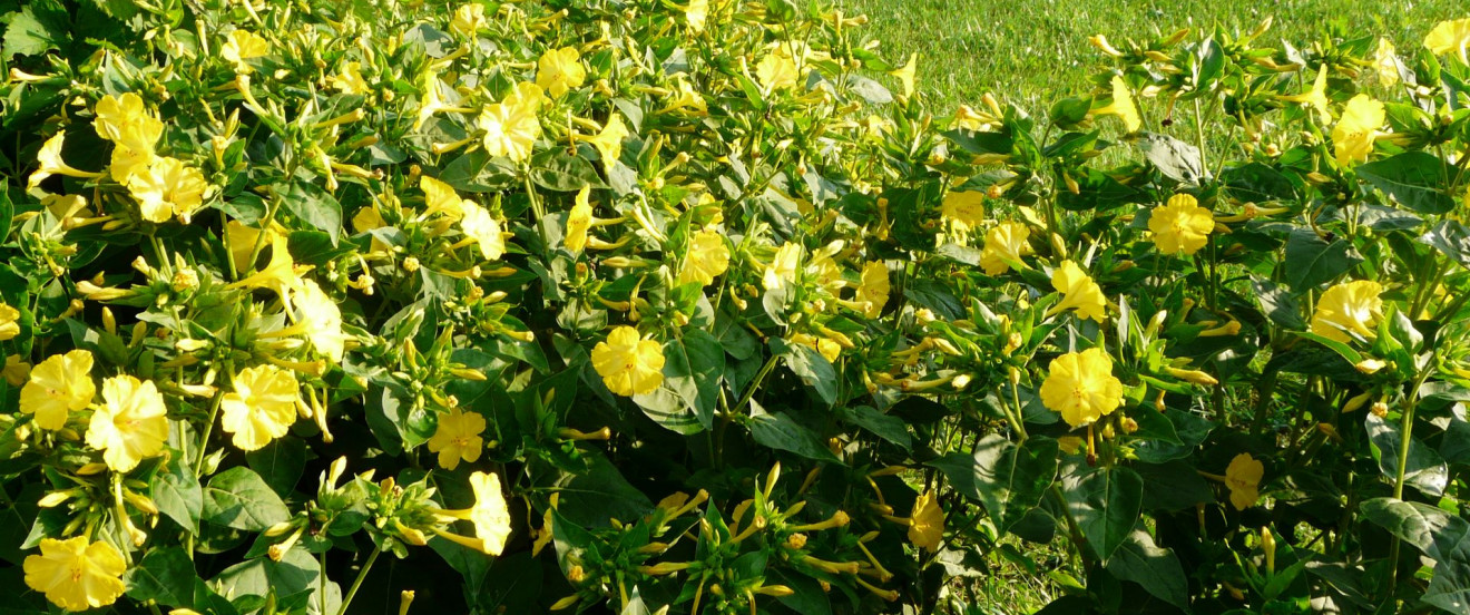 Mirabilis jalapa 