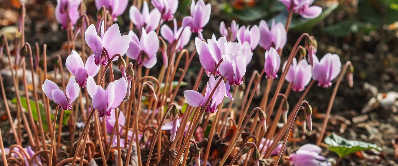 Cyclamen hederifolium