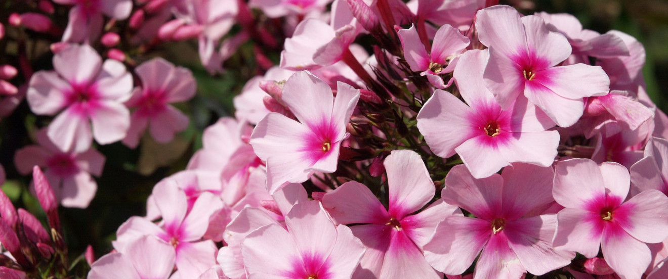 Phlox paniculata ‘Brilliant’