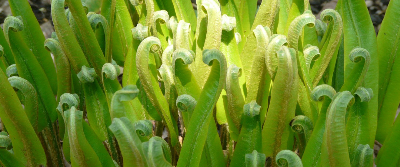 Phyllitis scolopendrium