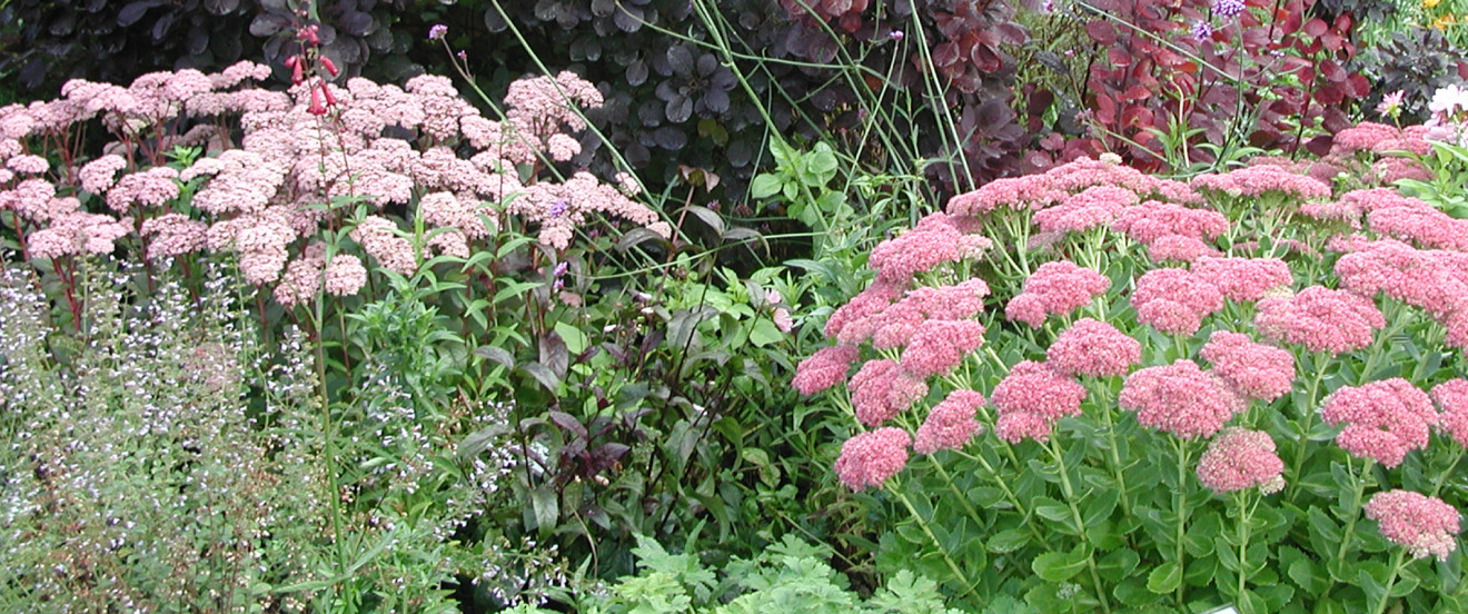 Sedum Telephium-Hybride 'Herbstfreude'