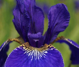 Iris sibirica 'Schöne Maid'