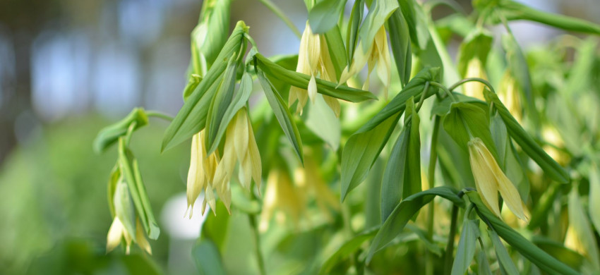 Uvularia perfoliata