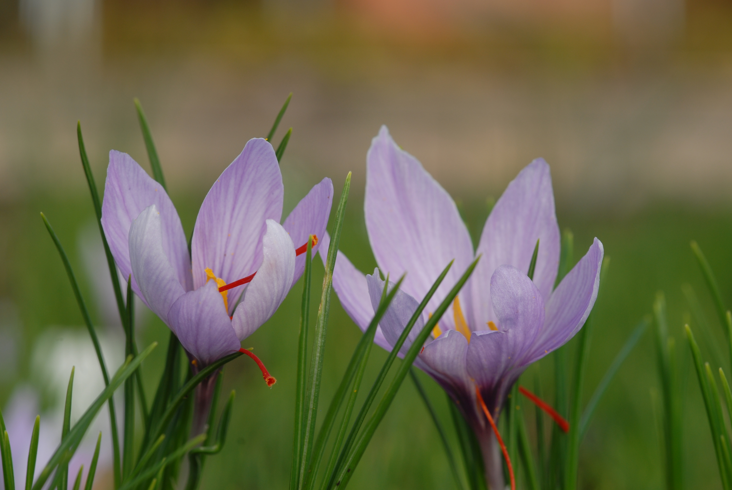 Ответ за крокус. Крокус сативус. Crocus sativus. Крокус.