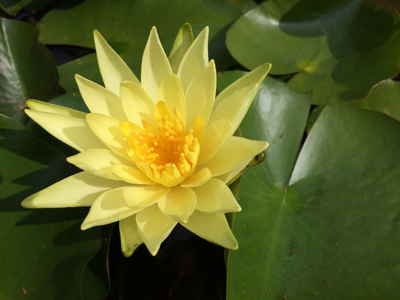 Welch Dekoartikel blühende duftende Deko für den Garten Teich Gelbe Seerose C 