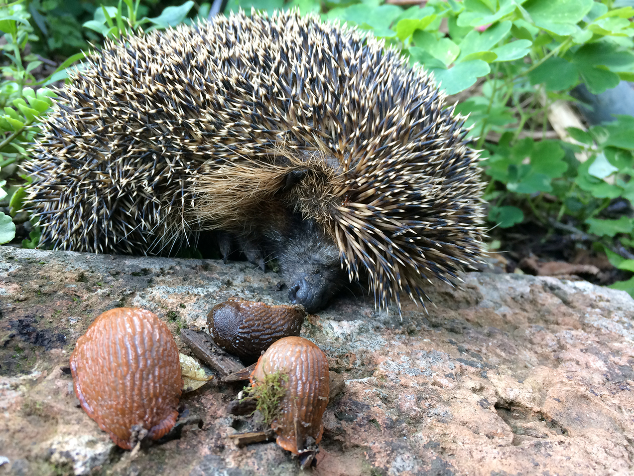 Vom Abenteuer Einen Igel Zu Fotografieren