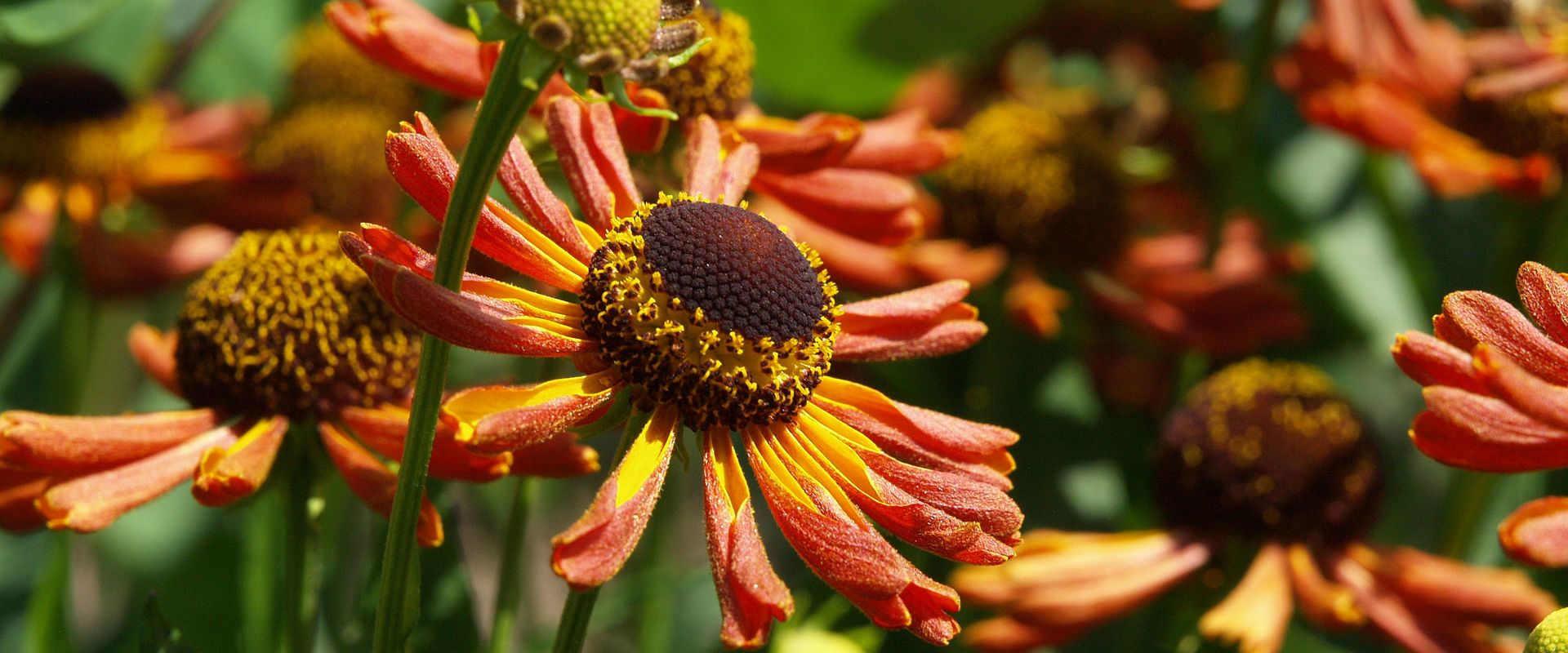 Helenium Hybride 'Loysder Wieck'