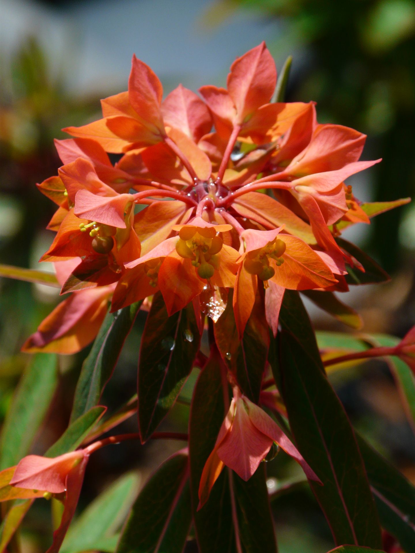 Euphorbia griffithii 'Fireglow' 